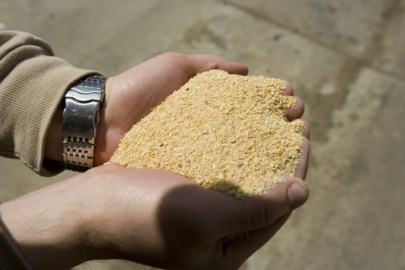 Soybean meal used as a protein ingredient in animal feed